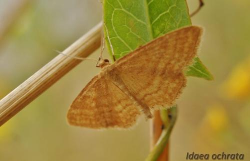 Réf. 330 640 : Idaea ochrata